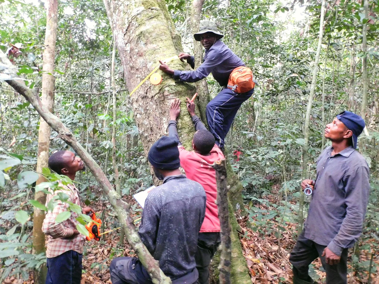 PBCA field team examining a tree during a forest mission, DRC
