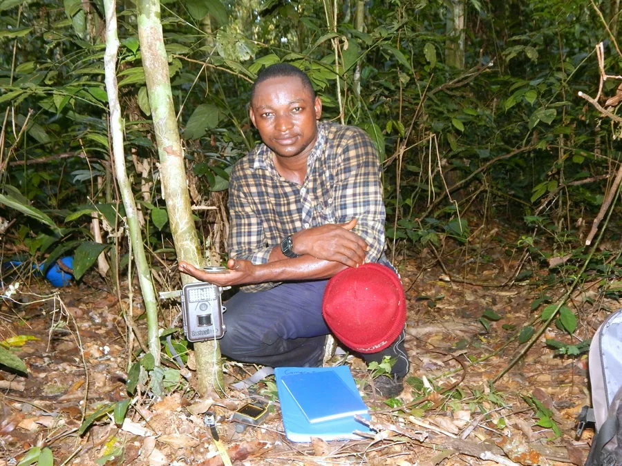 Agent de terrain installant un dispositif de suivi écologique en forêt, RDC